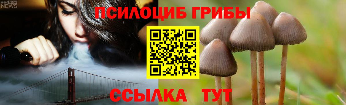как найти   Вход с VPN  Подольск  Псилоцибиновые грибы Psilocybine cubensis 